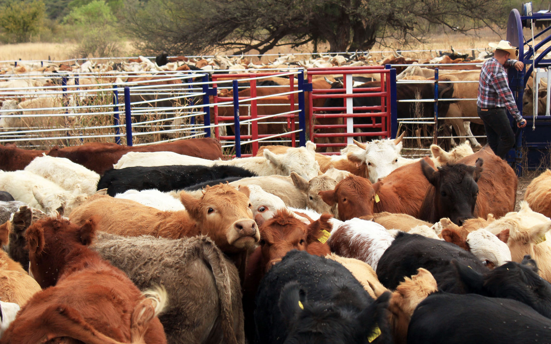 Las Corridas, Sonora
